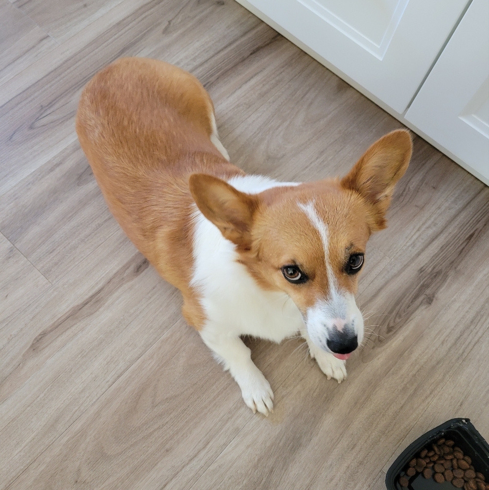 Meet your Posher, Hazel